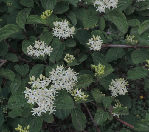 Piccolo albero: Cornus sanguinea